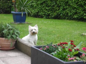 Dixi - West Highland White Terrier