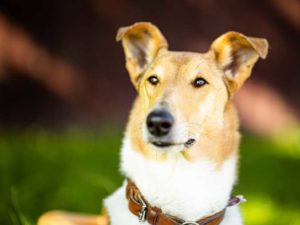 Mein Hund Queena